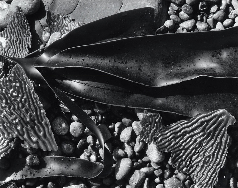 Brett Weston San José Museum of Art