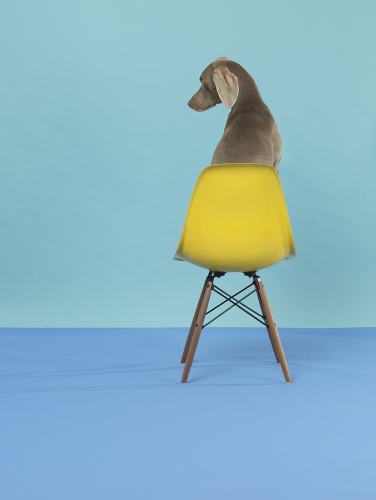 A photograph of Weimaraner dog (tall with velvety grey fur) sitting in a yellow retro chair. His back is to the viewer but his profile is visible to the left. He sits against a sky blue wall and an ocean blue carpet.