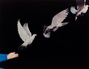 Image of Pigeon Release From Hands