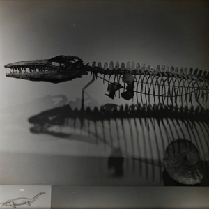Image of Sea Lizard with Cretaceous Ammonite, from "Dioramas"