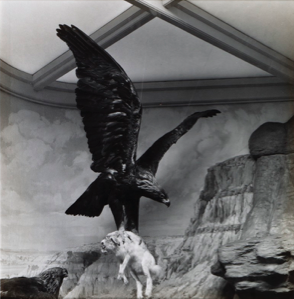 Image of Golden Eagle, from "Dioramas"