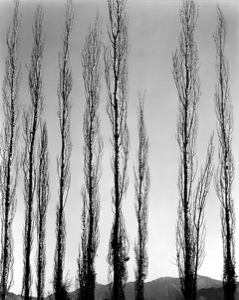 Image of Poplars, Saline Valley, California
