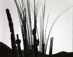 Image of Desert Landscape, Cactus, Baja, California