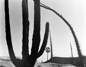 Image of Cactus, Landscape