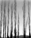 Image of Poplars, Saline Valley, California