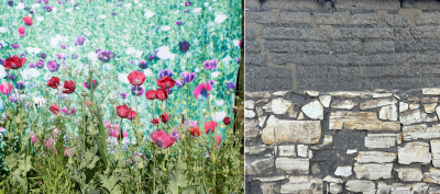 composite image of opium flowers and a wall