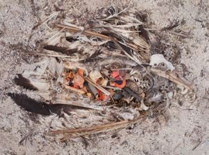 A photograph of a decomposed bird with skull and feathers visible. Dots inside the bird reminiscent of baby bird mouths.