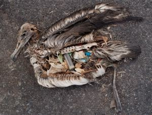 A photograph of a dead albatross on a concrete ground with its stomach exposed to reveal a lighter, bottle caps, and other colorful plastics within the decaying brown body.