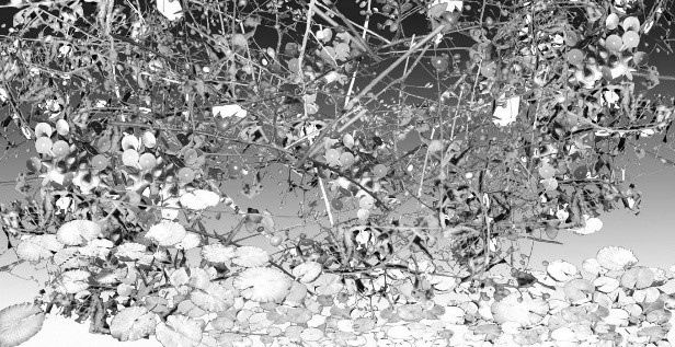 A black and white photograph of a nature scene: with multiple branches hover over pebbles and leaves leading to a body of water. It could be a direct view or it could be water reflecting the branches in the sky.