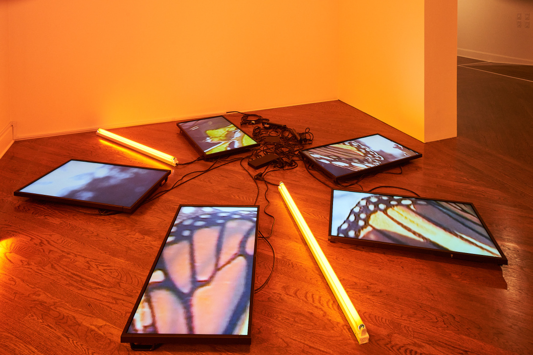 Lying on the floor are five large flat screens that depict various parts of monarch butterflies. There are two large fluorescent light fixtures that cast an orange glow over the screens, floor, and in the room.