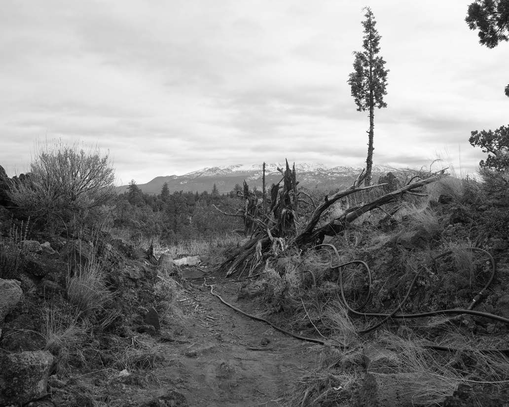 black and white tropical landscape