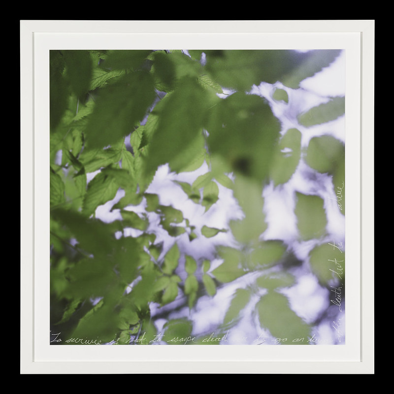 a photograph of green leaves with a poem etched along the edges