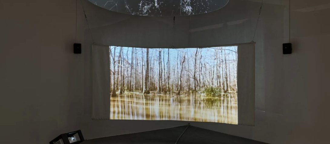 Media installation with a projected image of a forest and swamp on a screen