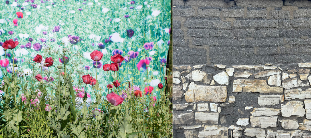composite image of opium flowers and a wall