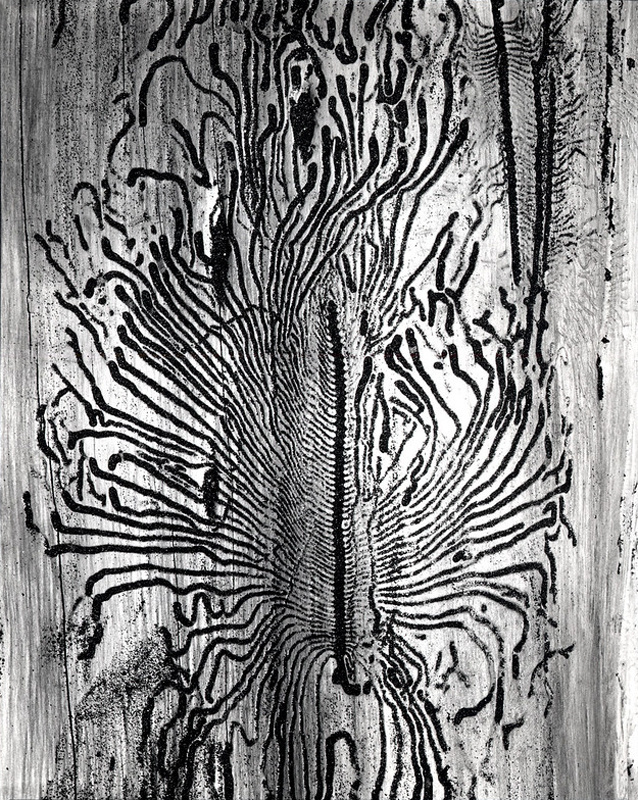 Brett Weston | San José Museum of Art