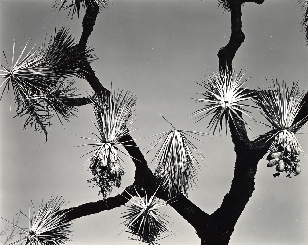 Brett Weston, Joshua Tree, California, 1942. Gelatin silver print, 8 x 10 inches. Gift from the Christian Keesee Collection, 2020.14.24. Brett Weston on view at San José Museum of Art July 22, 2022 through January 22, 2023.  