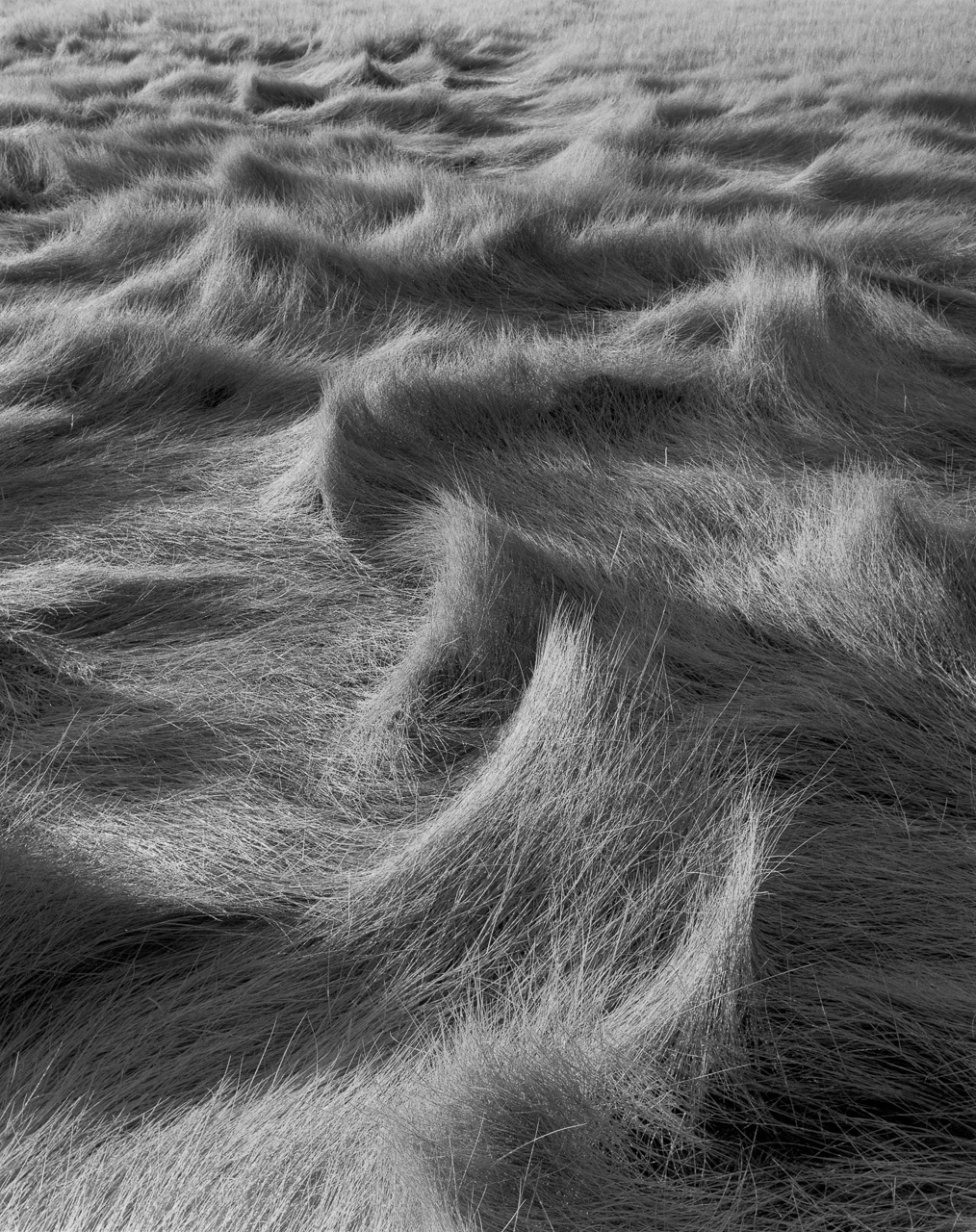 A black-and-white photograph represents a close up view of a salt hay that fills up the entire space. Values and shades of black and white portray the movement and texture of salt hay significantly.