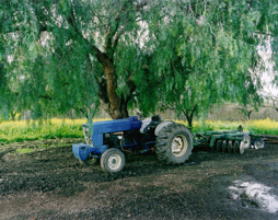 A photograph of a blue tractor, parked in dirt, muddy, underneath a large tree with draping greenery.