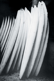 A black and white photograph of rows of worn out white surfboards—some long, while others short—are a bright contrast to the dark room where they are piled. It feels sterile, stagnant, quite. Not the ocean. 
