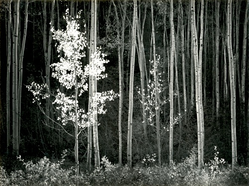 Ansel Adams: Early Works | San José Museum of Art